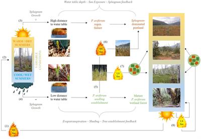 Exploration of large-scale vegetation transition in wet ecosystems: a comparison of conifer seedling abundance across burned vs. unburned forest-peatland ecotones in Western Patagonia